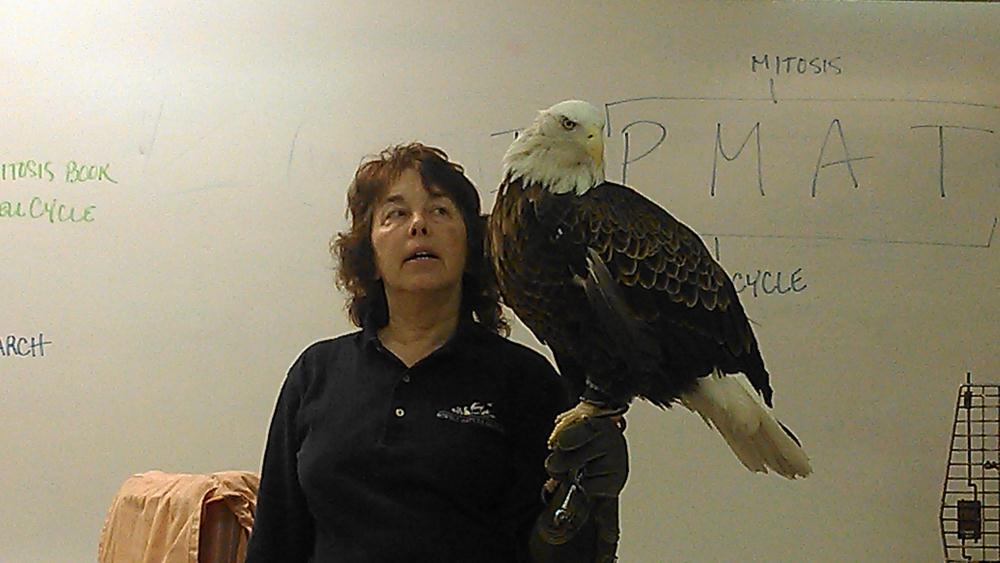 Handler with a bald eagle in a classroom