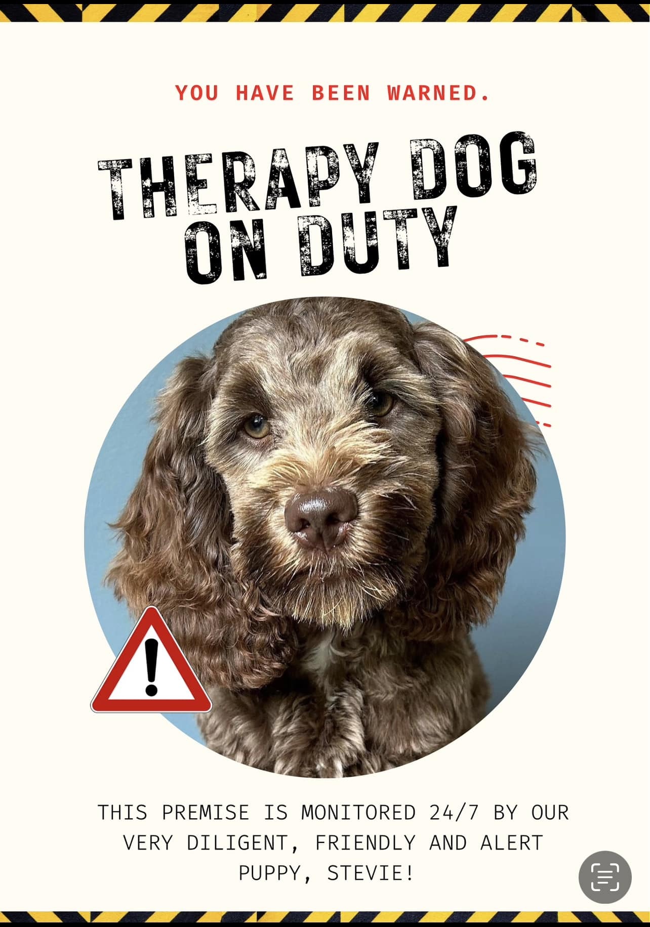 Stevie The Therapy Dog